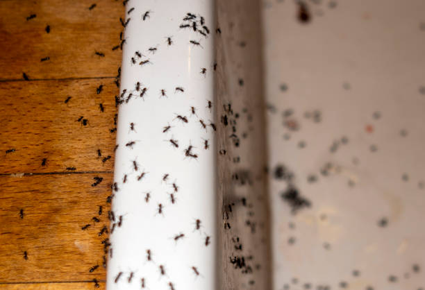 Best Pest Prevention Services  in Lake Of The Woods, VA